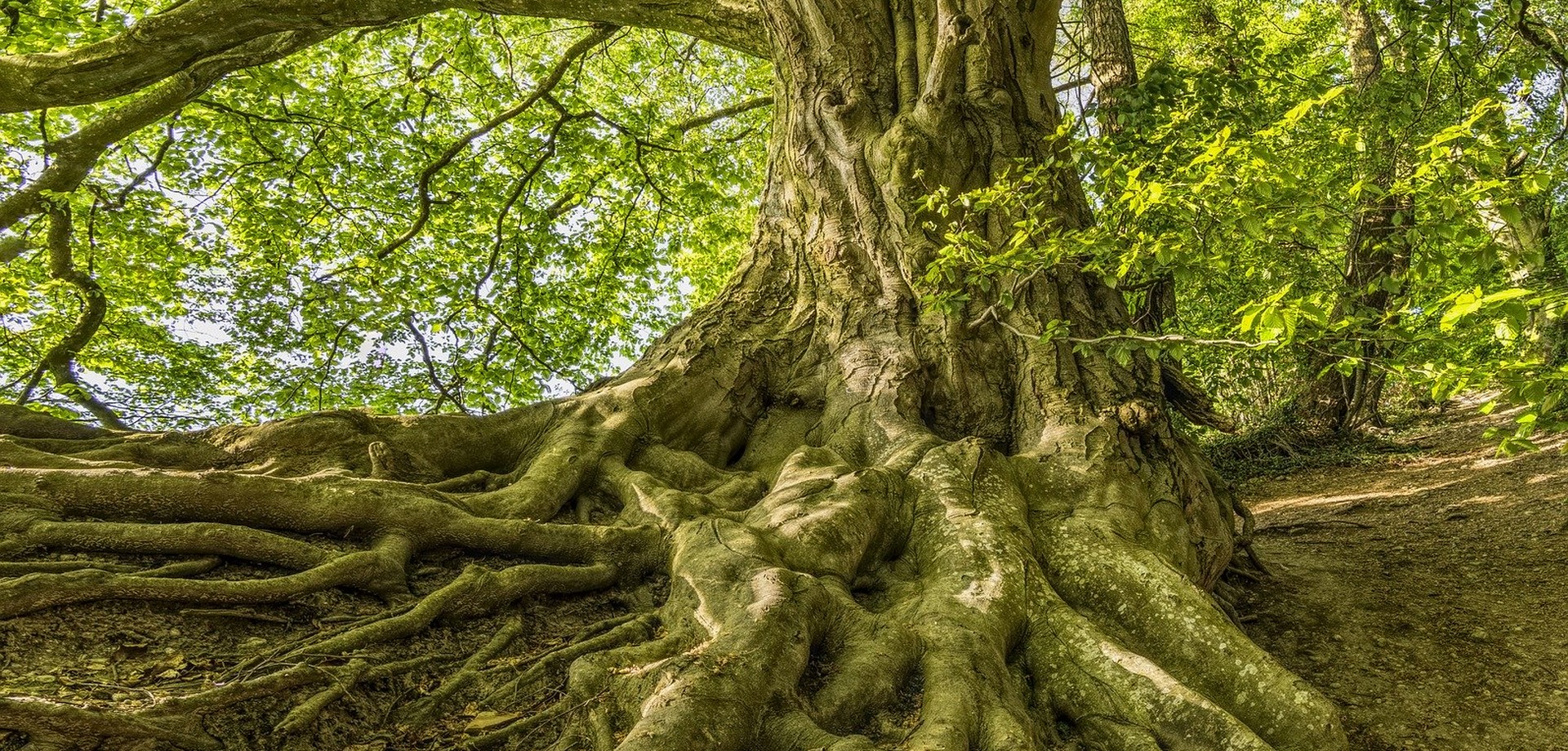 Ein Baum und seine starken, in alle Richtungen wuchernden Wurzeln