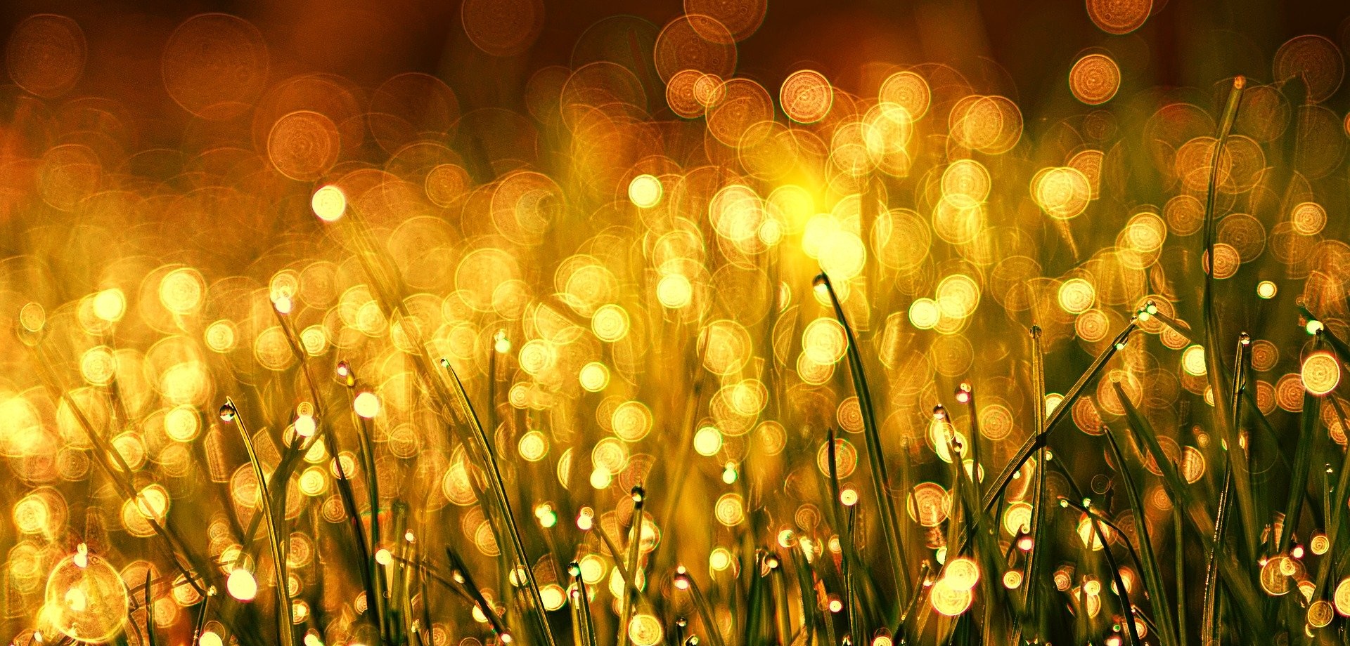 Das Licht der aufgehenden Sonne wird in Tautropfen an langen Grashalmen auf einer Wiese gebrochen