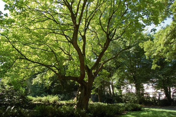 Blick in die Baumkrone eines grünen Baumes im Sommer