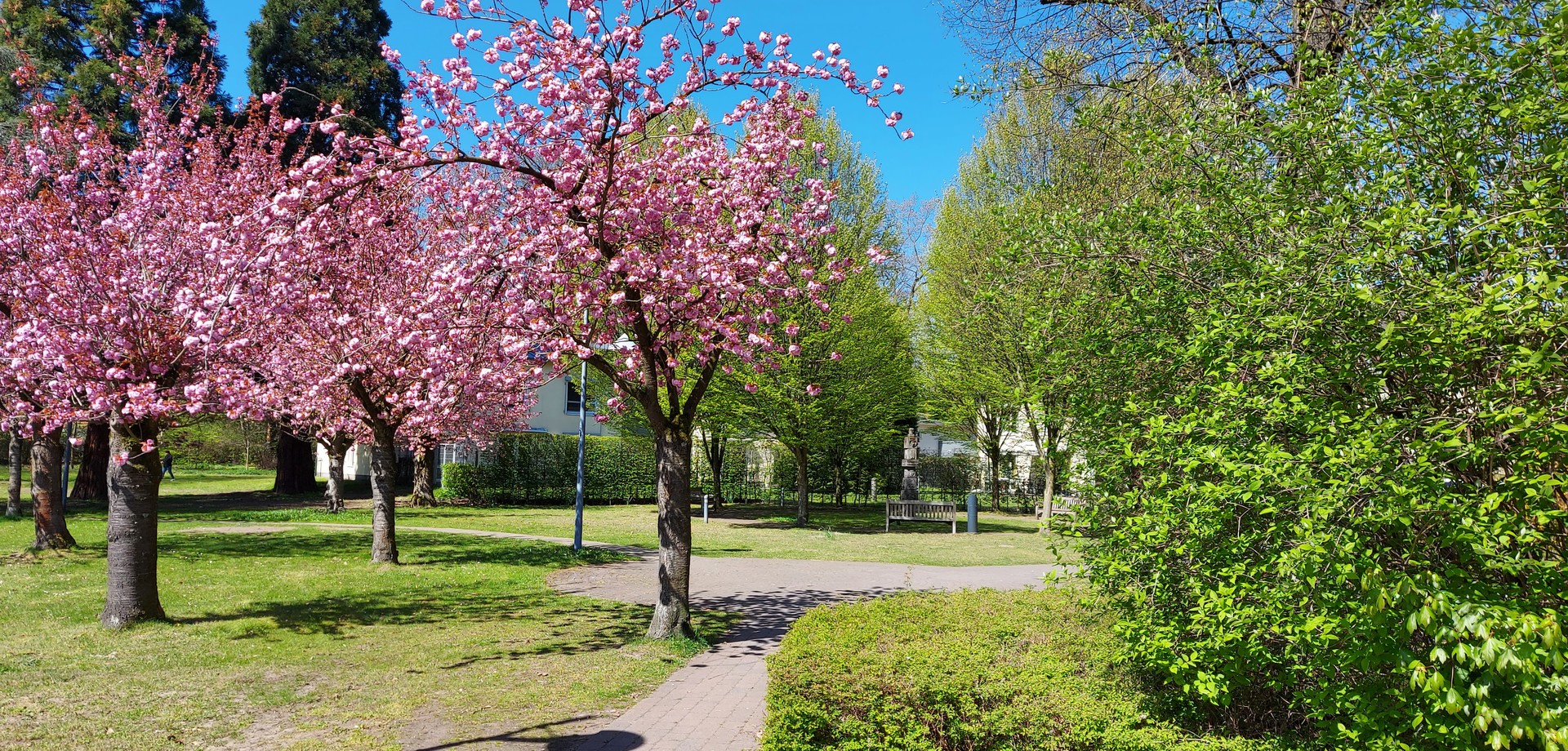 Baumkronen im Sommer, im Vordergrund sind blühende rosafarbene und grüne Blätterdächer zu sehen, im Hintergrund der blaue Sommerhimmel