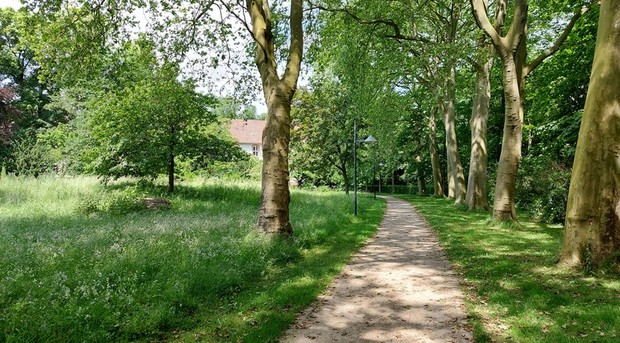 Ein Weg führt durch eine grüne Baumallee im Sommer.