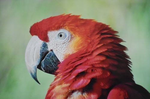 Kopf eines Papageis